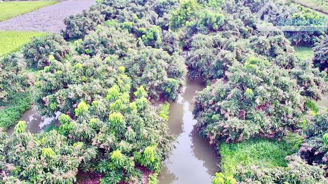 BÁN 7.794m2. ĐẤT MẶT TIỀN TL 922 THUỘC TRƯỜNG LẠC Ô MÔN. TP. CẦN THƠ - 5