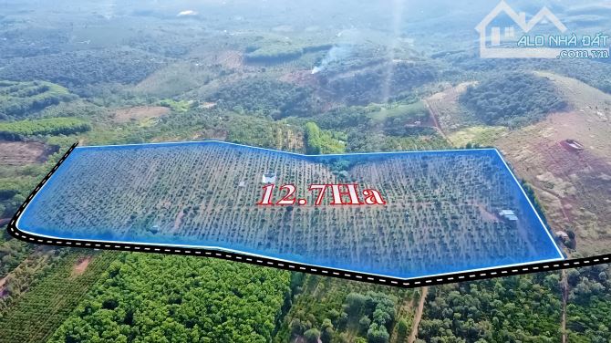 Bán 12.7 ha đất rẫy sầu riêng bằng đẹp ĐăkRLấp, 670m đường, giá 2.3 tỷ/1ha