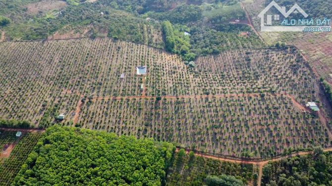 Bán 12.7 ha đất rẫy sầu riêng bằng đẹp ĐăkRLấp, 670m đường, giá 2.3 tỷ/1ha - 17