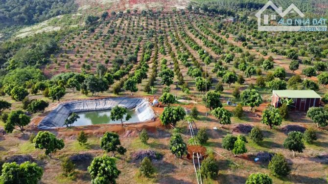 Bán 12.7 ha đất rẫy sầu riêng bằng đẹp ĐăkRLấp, 670m đường, giá 2.3 tỷ/1ha - 19