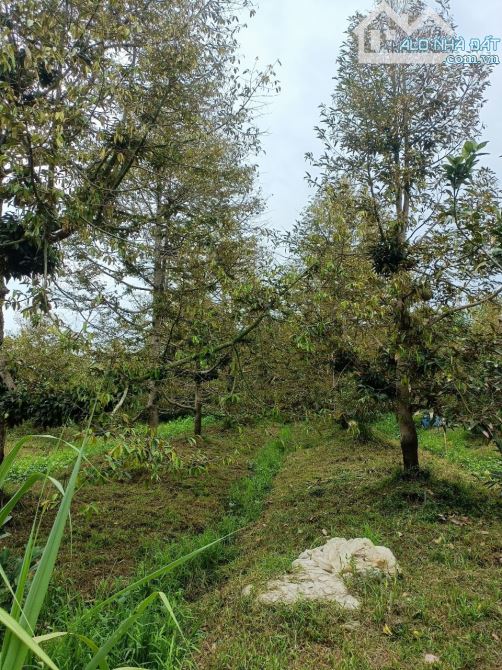 Đất trồng sầu riêng đang ăn trái huyện Châu Thành - Bến Tre - 1