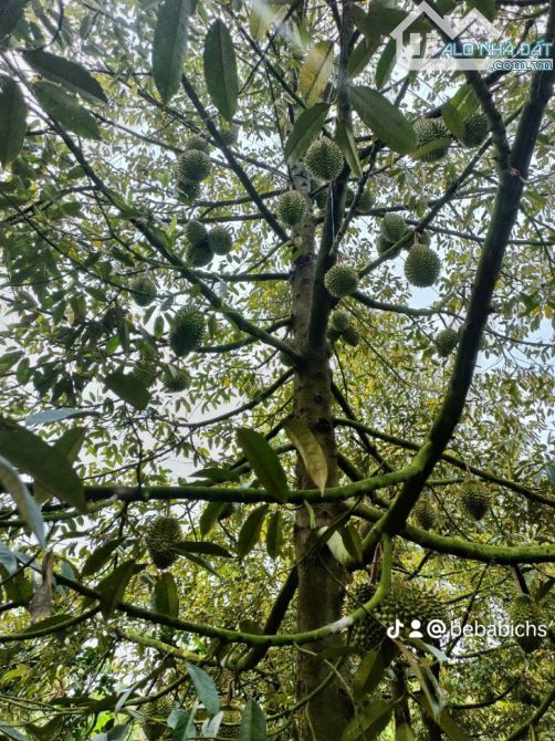 Đất trồng sầu riêng đang ăn trái huyện Châu Thành - Bến Tre - 2