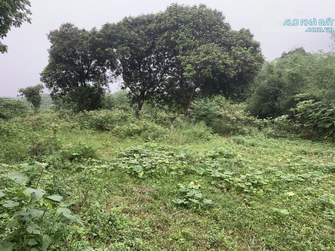 Cần bán 665m thổ cư 60m sẵn khuôn viên wieu cánh đồng tại cao Sơn Lương Sơn Hoà Bình