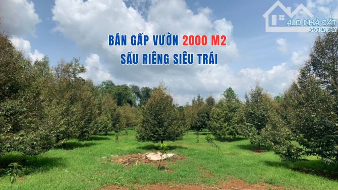 chính chủ kẹt tiền bán gấp đất vườn sầu riêng - 2000m2- giá 399 Triệu