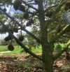 Bán vườn SẦU RIÊNG ĐÔNG ĐẶC ĐÃ THU HƠN 200 cây (THU 14 TẤN SẦU), p. Đoàn Kết - Buôn Hồ