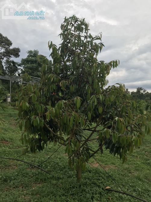 Không có nhu cầu nên bán một lô đất siêu đẹp, view Nghỉ dưỡng, Sinh thái, Thương mại DV - 6