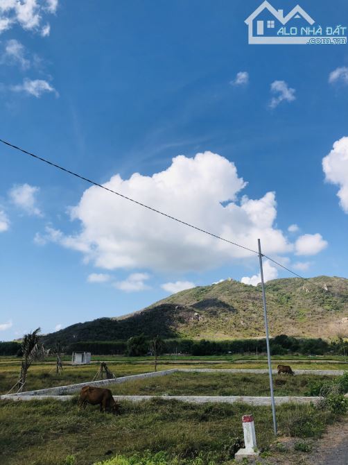 TT Phước Hải view Minh Đạm ra biển 2km, 32m mt 689m2 có 315tc, làm homestay, phân lô, 4ty2
