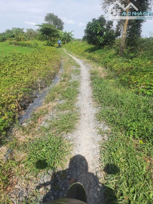 BÁN 1 CÔNG ĐẤT LÚA (16X60) ĐƯỜNG BA GÁC CÁCH CHỢ HÒA THÀNH 2KM, H. LAI VUNG - 1