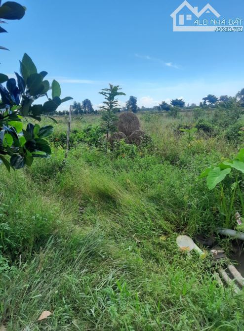 BÁN HƠN 1 CÔNG ĐẤT (12x85) LỘ DAL 3,5M CÁCH CHỢ HÒA THÀNH 3KM – H. LAI VUNG - 2