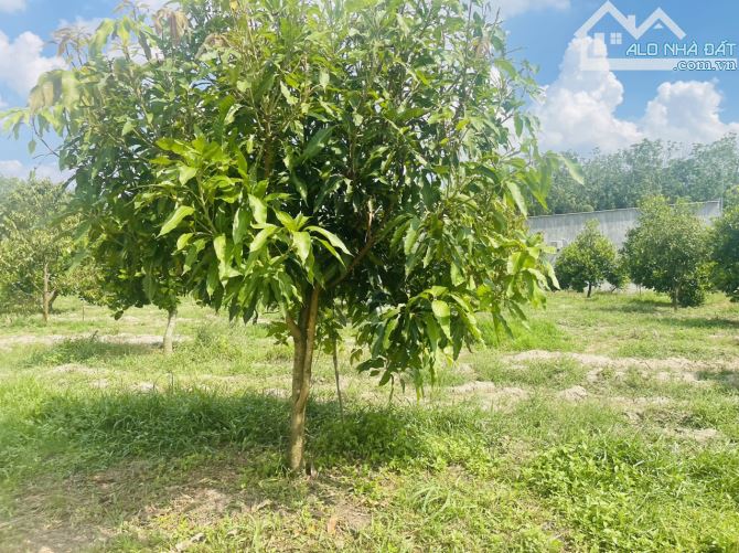 Cần bán 5 sào đất vườn sầu riêng ở Chơn Thành Bình Phước giá 1tyx - 4