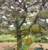 ❤️❤️MỘT LÔ SẦU RIÊNG SIÊU VIP - 3Ha5, trồng 500 cây sầu riêng - THU CHÍNH 250 cây như hình