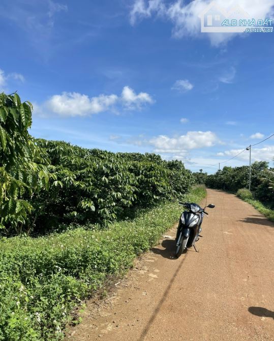 🤚💎MẶT TIỀN DÀI...Bán Đất đường Đoàn Thị Điểm, Lộc Thanh Bảo Lộc - 1