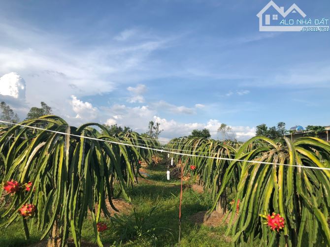 Còn lô đất vườn 6250m2 đang trồng thanh long tại Xuân Lộc, Đồng Nai cần bán xã nốt. - 2