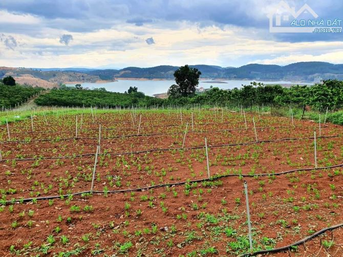 Bán 17.000m2 đất View hồ Đại Ninh xã Tà Hine,Đức Trọng,Lâm Đồng giá 10 tỷ TL - 1