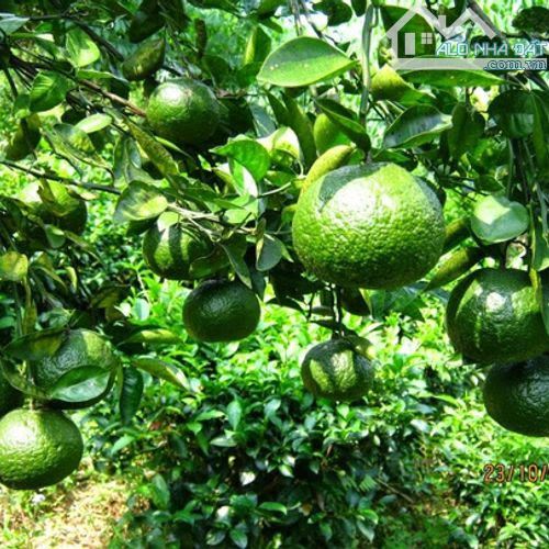 BÁN - SIÊU  NÔNG TRẠI farm - VỰA CAM SIÊU TRÁI 11 hécta - tại DAKLAK