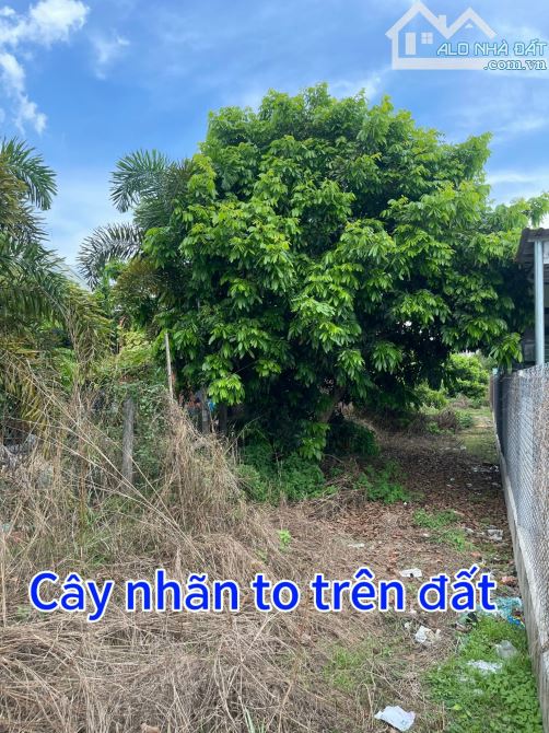 82#🌳 TẶNG HÀNG RÀO KIÊN CỐ CHO LÔ ĐẤT SẮP LÊN NHỰA GIÁ CHỈ 599TR TẠI TX. HOÀ THÀNH TÂY NI