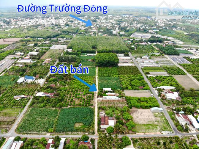 82#🌳 TẶNG HÀNG RÀO KIÊN CỐ CHO LÔ ĐẤT SẮP LÊN NHỰA GIÁ CHỈ 599TR TẠI TX. HOÀ THÀNH TÂY NI - 10