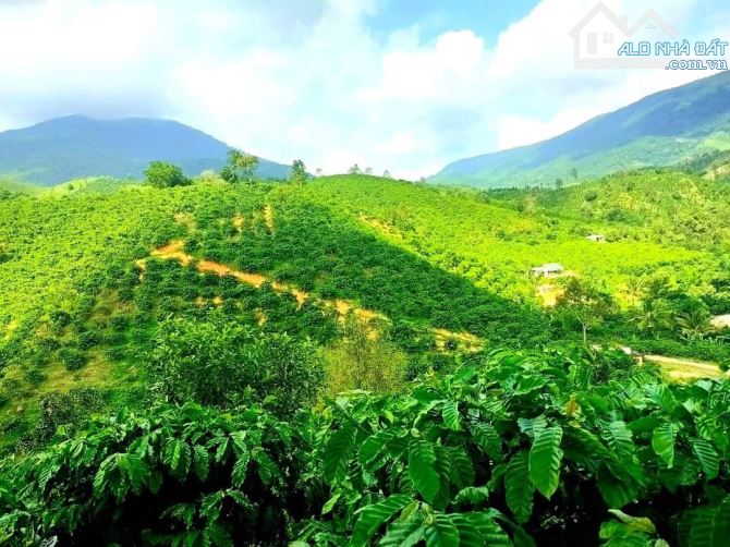 Bán đất view siêu đẹp Bảo Lộc 15.000m2 - 4.5tỷ - 1