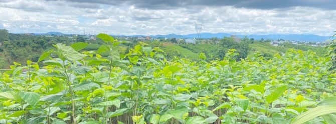 🤚Siêu phẩm nghỉ dưỡng!!  BÁN ĐẤT MẶT TIỀN TRÀN QUÝ CÁP GIÁP P2 BẢO LỘC_VIEW BAO ĐẸP - 1