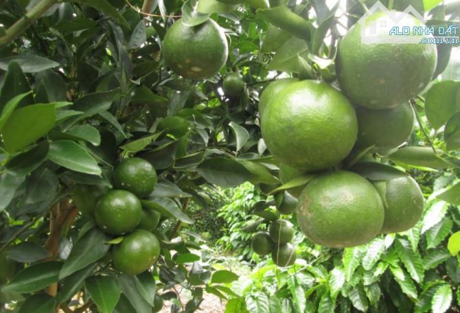 BÁN - SIÊU  NÔNG TRẠI farm - VỰA CAM SIÊU TRÁI 11 hécta - tại DAKLAK - 2