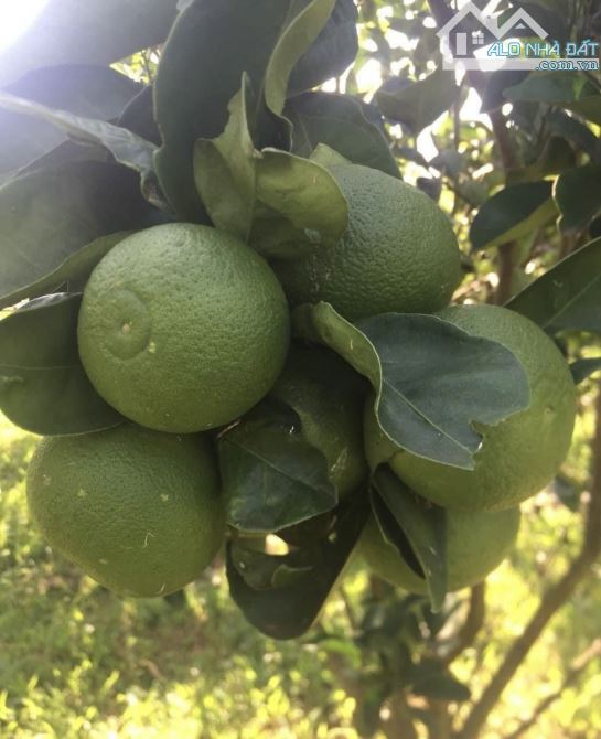 BÁN - SIÊU  NÔNG TRẠI farm - VỰA CAM SIÊU TRÁI 11 hécta - tại DAKLAK - 3