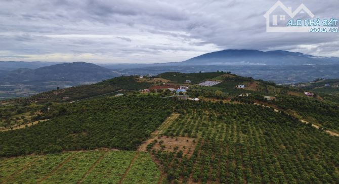 BÁN - SIÊU  NÔNG TRẠI farm - VỰA CAM SIÊU TRÁI 11 hécta - tại DAKLAK - 4