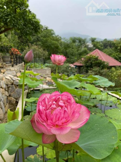 bán mảnh hơn 3300m giá rẻ ở  yên hòa, thạch thất - 7