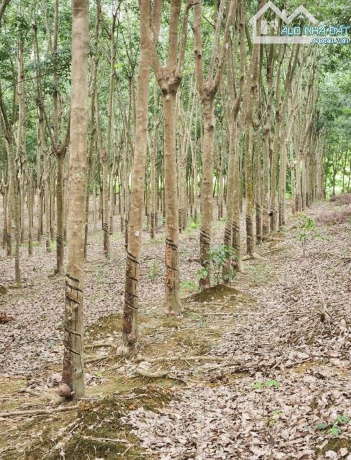 5 Sào đất Đồng Tâm có 55m mặt tiền đường giá chỉ 600tr trên đất đang trồng cao su - 2