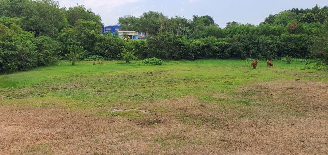 Bán rẻ 3501m2 đất,  6,3 tỷ. Long Đức, gần sân bay Long Thành - 4