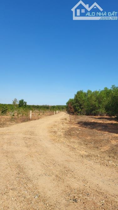 Bán đất Gần ngay Farm Hòa Thắng, giá chỉ 70 triệu/ sào. Oto vào tới đất , đường sá rõ ràng - 1