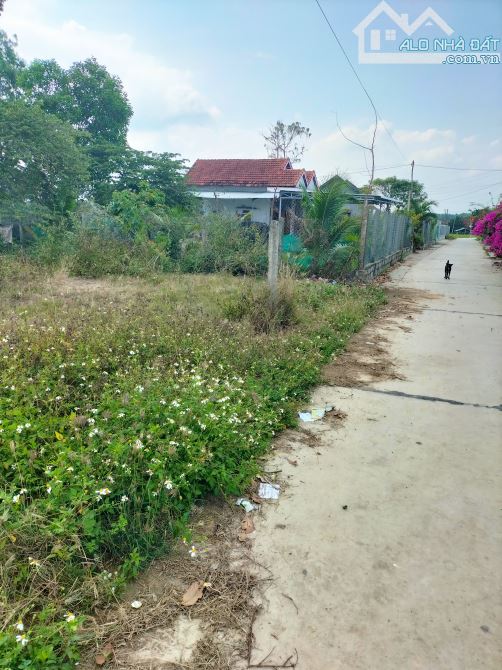 Cần bán đất ở Ninh An_Ninh Hoà đường bê tông giá rẻ - 3