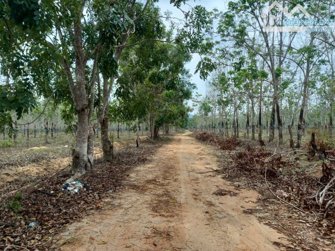 280.000m2 mặt tiền đường bao la, hơn 2,5 cây số. - 3