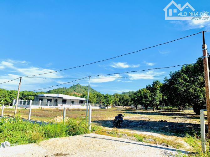 Cần bán 6.500m2 đất cạnh trường Trung cấp nghề Cam lâm. giá chỉ 8,8 tỷ có thương lượng - 5
