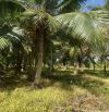 Cần bán 3500m² vườn Dừa sáp đang cho trái thuộc ấp Bà Mi xã tam ngãi