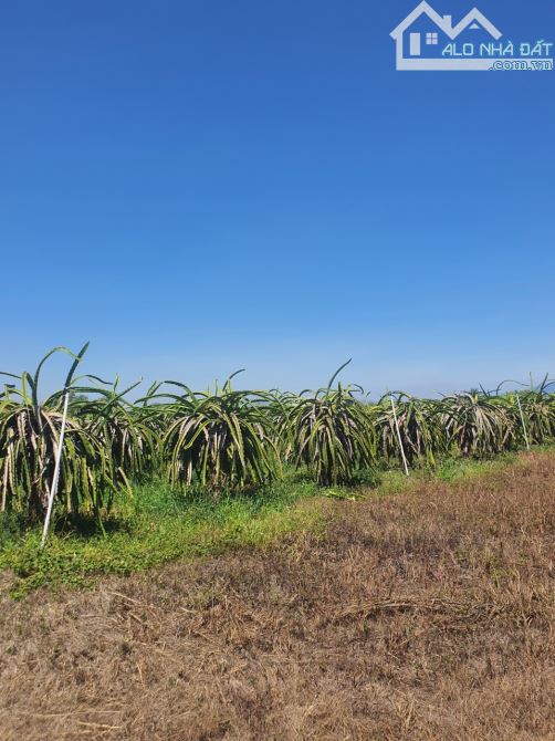 Bán 3,5ha có 2000 trụ Thành Long, 1500 cây Xoài xã Hàm Hiệp giá 135 triệu/sào - 20