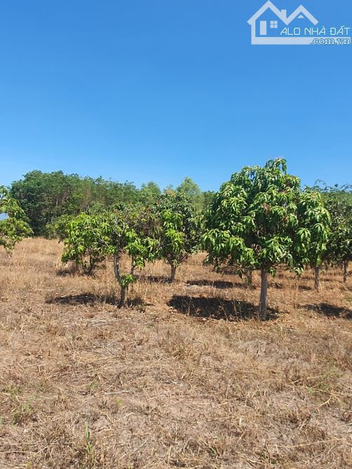 Bán 3,5ha có 2000 trụ Thành Long, 1500 cây Xoài xã Hàm Hiệp giá 135 triệu/sào - 26