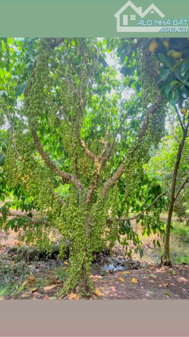 Cần bán mãnh vườn 8000m, Ninh Sơn trung tâm Tp Tây Ninh