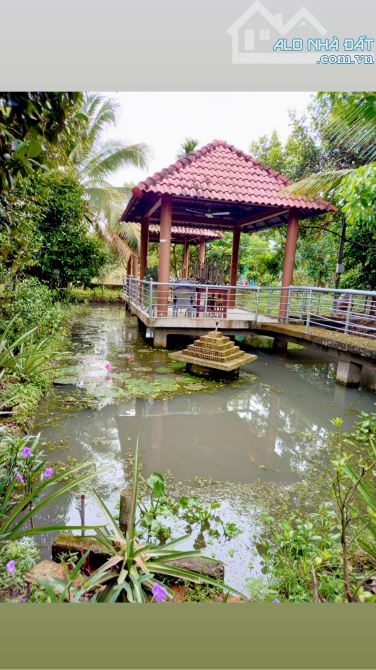 Cần bán mãnh vườn 8000m, Ninh Sơn trung tâm Tp Tây Ninh - 1