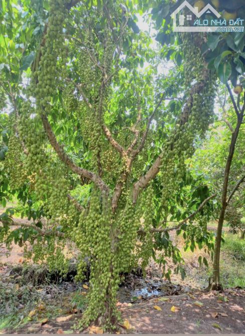 Cần bán mãnh vườn 8000m, Ninh Sơn trung tâm Tp Tây Ninh - 3