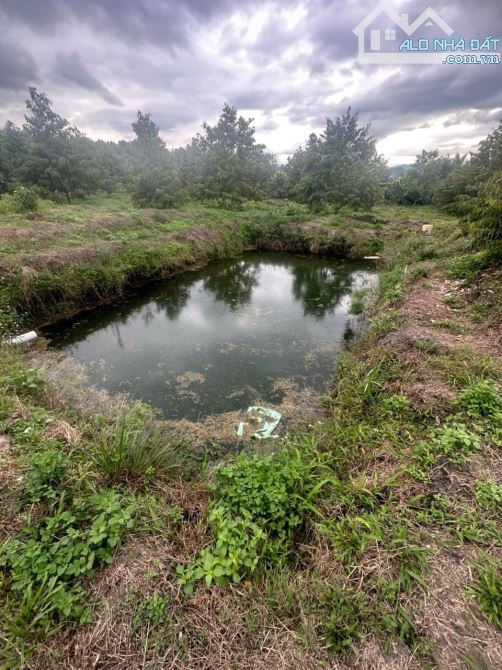 Cần bán 10hecta Sầu Riêng Thái thu đậm giá 10tỷ, 700m thổ cư (Đam Rông Lâm Đồng QL27) - 2