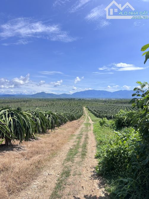 🥇 ĐẤT VƯỜN THANH LONG TRÊN ĐỒI VIEW SUỐI CỰC ĐẸP - GIÁ RẺ - 6