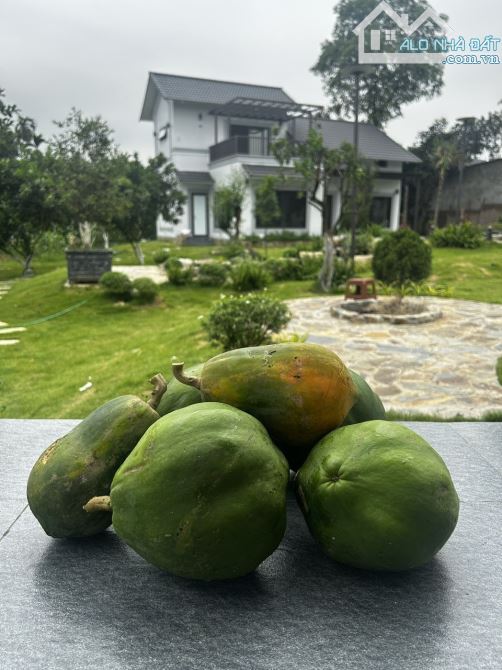 CẦN BÁN KHU NHÀ VƯỜN SINH THÁI OSAKA_Garden_villa - 7