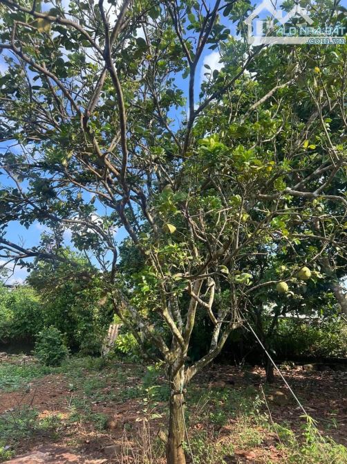 🆘Nhà Vườn 2800m2 Mặt tiền Sông Nhạn🆘 ___________________________________ ✅Vị Trí : Ấp 1 - 2
