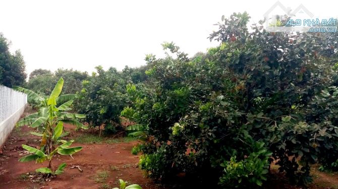 Bán vườn trái cây 1053m, có 500m thổ cư,Mặt Tiền đường nhựa,xã Bàu Hàm 2,huyện Thống Nhất - 2