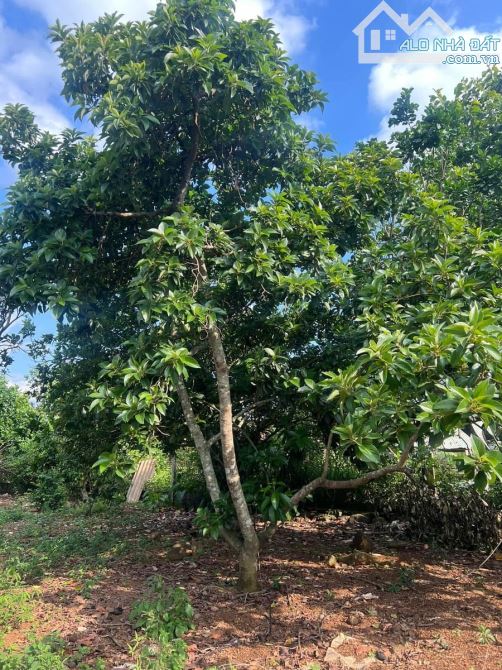 🆘Nhà Vườn 2800m2 Mặt tiền Sông Nhạn🆘 ___________________________________ ✅Vị Trí : Ấp 1 - 3