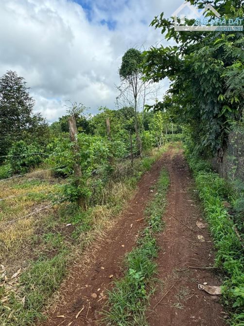 Bán 7.8 sào đất trồng sầu riêng và cà phê tại Ea M