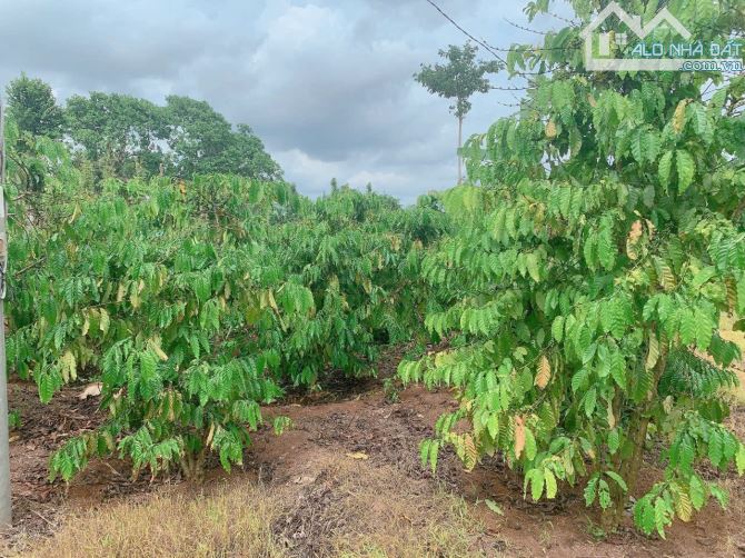 Bán khoảng gần 3 sào (2974m2) đất Láng Lớn, huyện Châu Đức, BRVT. - 2