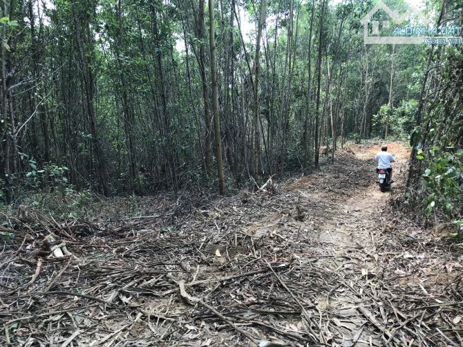 BÁN 6,7 HECTA ĐẤT TRỒNG CÂY HOÀ NINH - NGAY ĐƯỜNG VÀNH ĐAI PHÍA TÂY VỪA THÔNG XE - 3