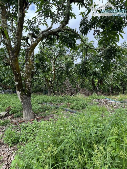BÁN GẤP TRANG TRẠI 40,000M2(4HA) ĐẤT BẰNG PHẲNG CÁCH SAIGON 80KM CHỈ 8TY7 - 2