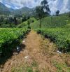Bán vườn trà hẻm Hàm Nghi, Xã Đại Lào, Tp Bảo Lộc sẵn 50m2 thổ cư